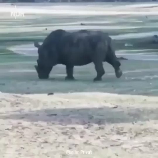 labrat-to-gymrat:sixpenceee:Rhino threatened by a safari vehicle, proceeds to turn it into scrap | SourceYikes! 😳