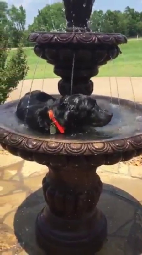 Porn photo everythingfox:Bird in a bird bath(via)