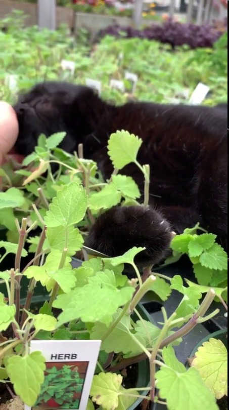 sashaforthewin:thenatsdorf:Catnip trimming day. (via)   This fella is not lost in the sauce, he is precisely where he means to be in the sauce
