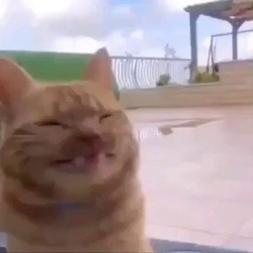 wizardgender:sound ON