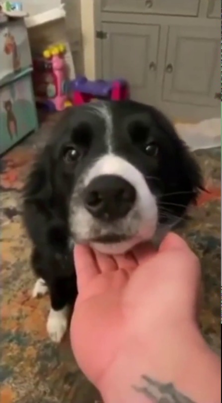 everythingfox:Two types of dogs(via)
