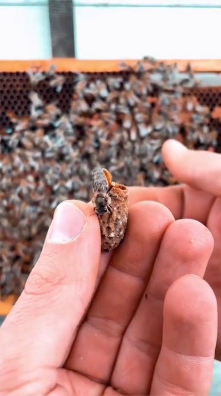 jaubaius:Have you ever seen a queen bee?Behold….Her Majesty