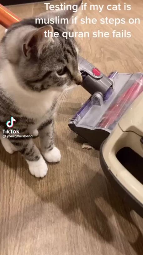 wytchbolt:the-void-8-my-soul:tiktoksthataregood-ish:OMG That is so cute!! Also the reason that the cat did this is actually because they are mirroring their owner. If their owner treats the thing (or in this case book) with respect and has made it very