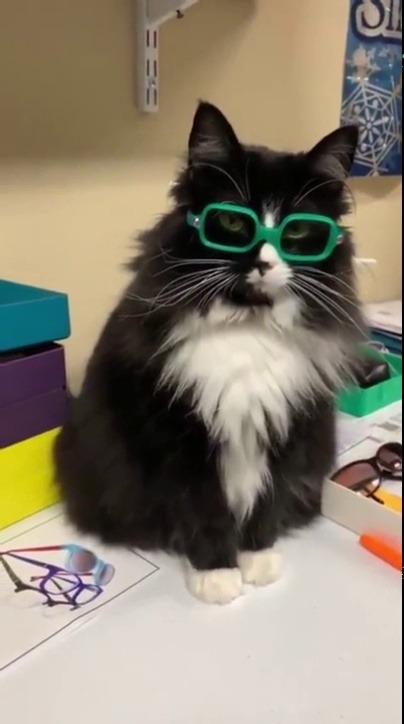justcatposts:  This is Truffles the cat, a stray found by a pediatric optometrist