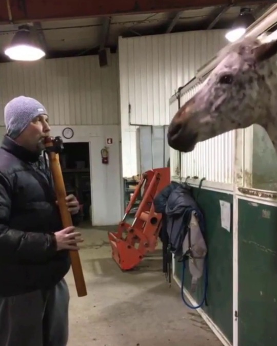 Sex babyanimalgifs:Horse excited by Native American pictures