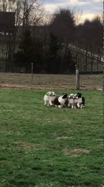 babyanimalgifs:  Remember furriends, it’s always better to stick together 😆 (Source)