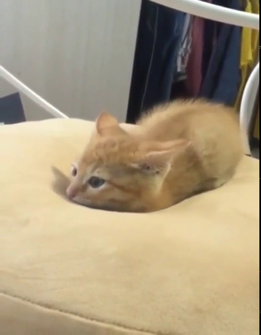 justcatposts:Kitten sinking into a memory foam pillow (Source)