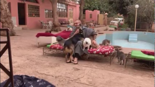 babyanimalgifs:This is what happens every time you try to take a break at our animal rescue centre. So much love. (Source)