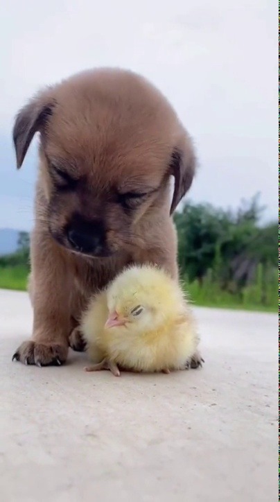 babyanimalgifs:So hard babysitting this baby chick (Source)
