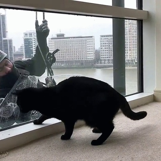 justcatposts:This guy probably gets this all the time …but kudos for taking a minute to play along! (Source)