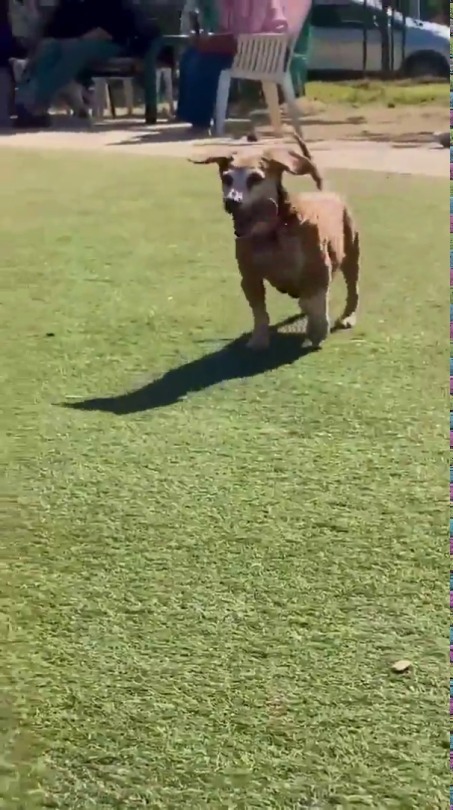peony911:  babyanimalgifs:  Sweetest old girl we met at the dog park (Source)   I cannot love this anymore!  My heart!  😂❤️😂