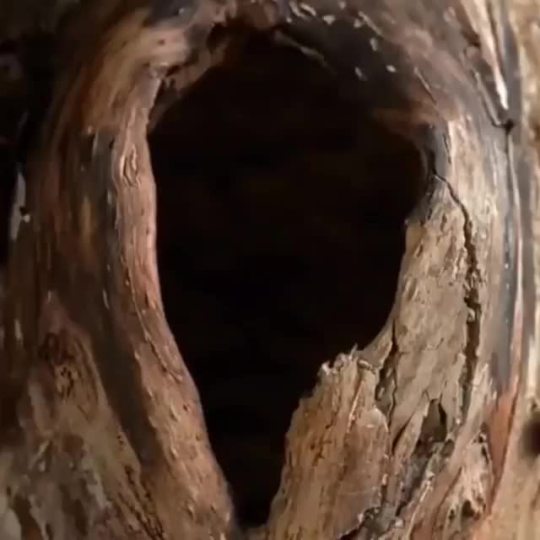 touchn2btouched:*Fantastic photography done inside squirrel house. Do watch.