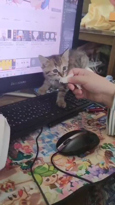tomatomagica:whiniest baby award goes to Mushka who didn’t want to give away the tissue
