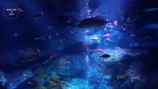 soothifying-sounds-asmr:  | Tokyo Sumida Aquarium