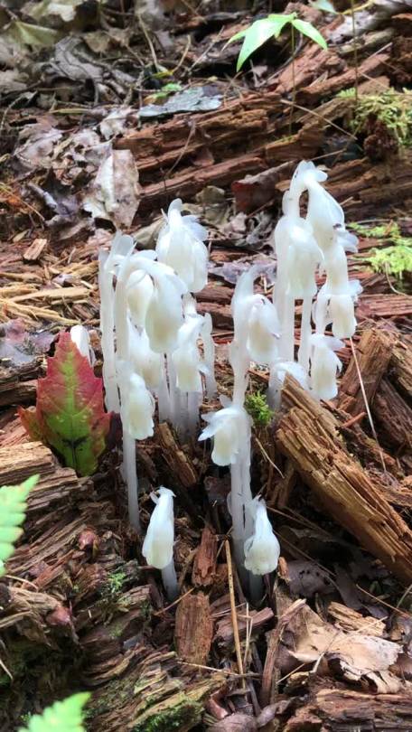 XXX canorouscepaea:INCREDIBLE GHOST PIPES!!!! photo