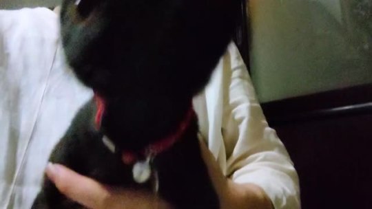 straycatj:だれか こふくのこえ ききたい言うてたですねAh, some