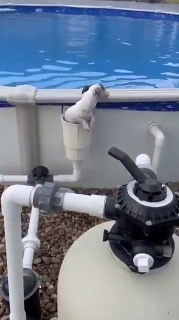 everythingfox:  Doggy having fun at the pool(via)   He’s having so much fun 🥰