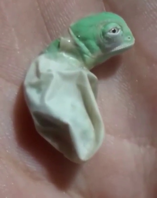 everythingfox:  Baby chameleon(via)