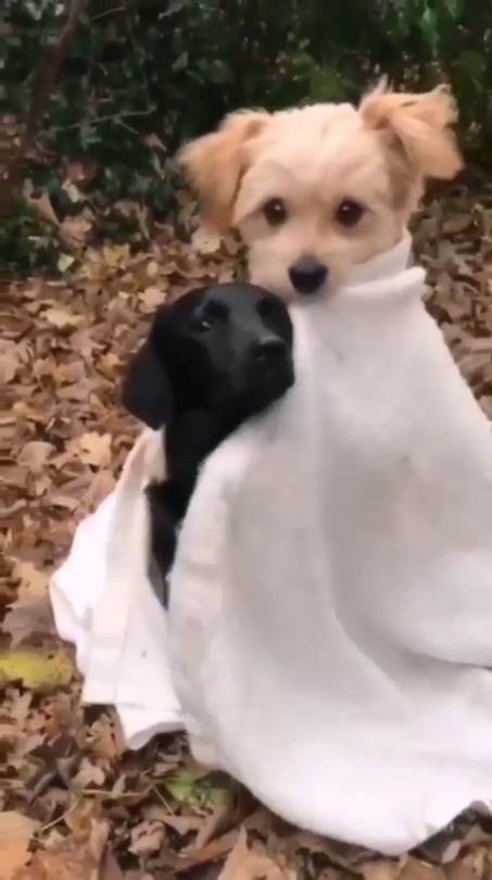 everythingfox:  Two cute puppies(via)