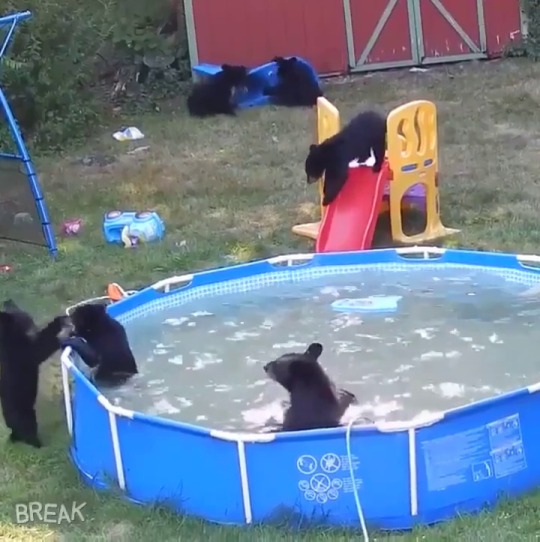 Sex jacensolodjo:  stephanemiroux:pictures-of-dogs:angry-yet-asexual:pictures-of-dogs:POOL pictures