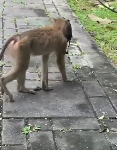 harlequinmutual:babyanimalgifs:Monkey wears a mask (Source)   Are you talking about