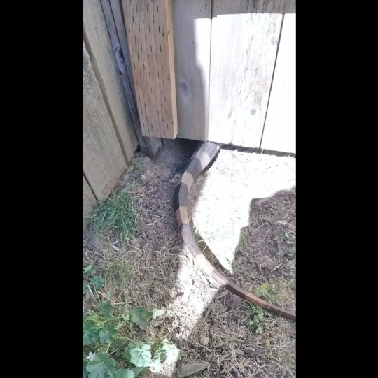 iguanamouth:wasabi got out of the backyard the other day by digging a hole under