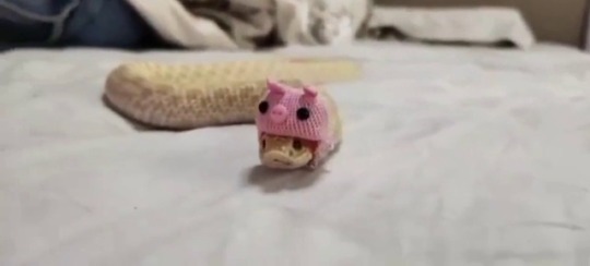 babyanimalgifs:Snake with a piggy hat (Source)