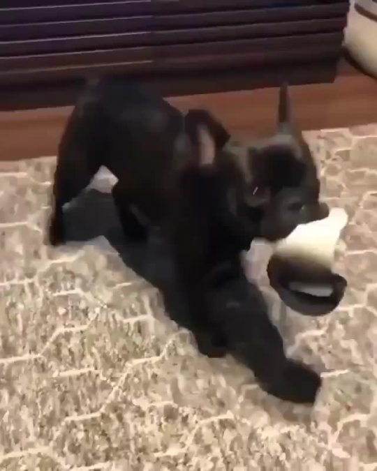 everythingfox:Tippy taps(via)