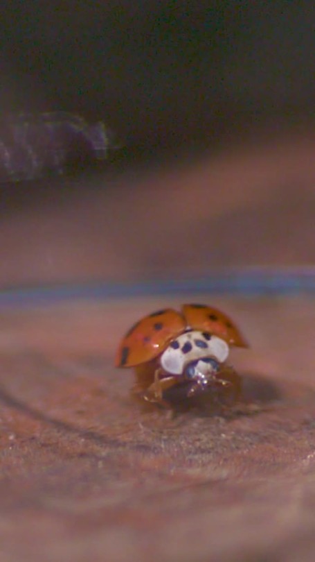 sixpenceee:Here is what a ladybug taking porn pictures