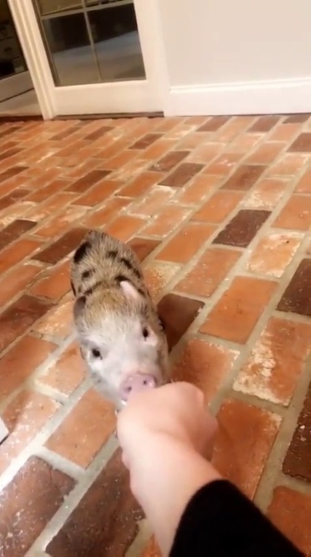 everythingfox:  hungry piggy(via)   Gross