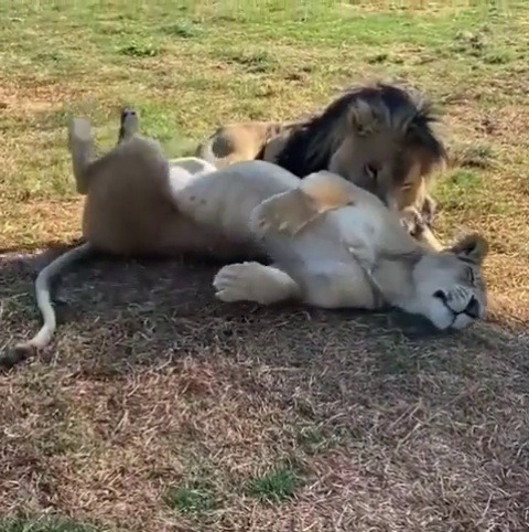 justcatposts:  Lions cuddling (Source)