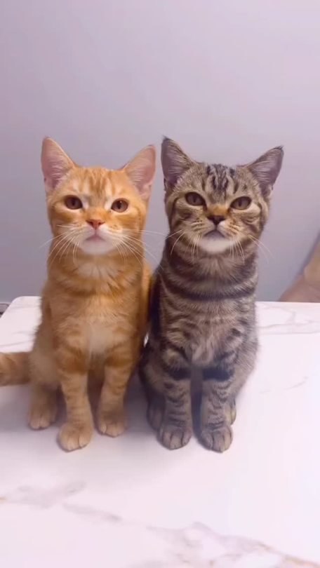 buzzfeedpets: