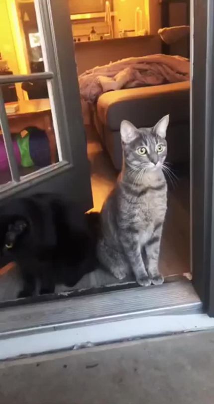catasters:
