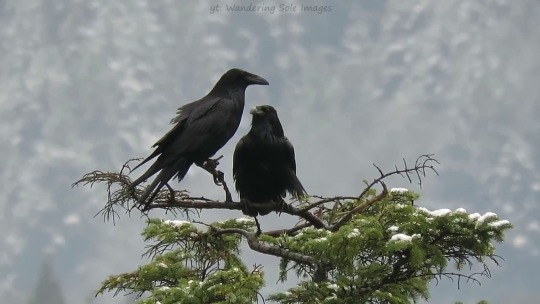 XXX soothifying-sounds-asmr:Ravens in Love by photo