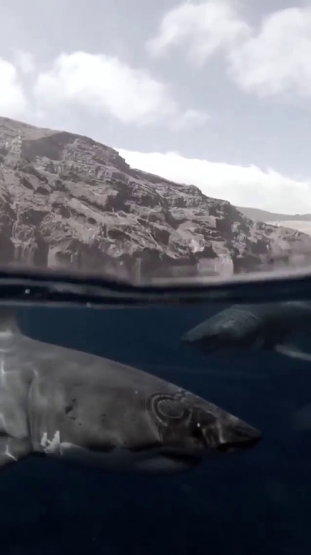 pangeen:  Great White Sharks cruisingby Mike CootsMusic: Sol Rising - Soak It Up
