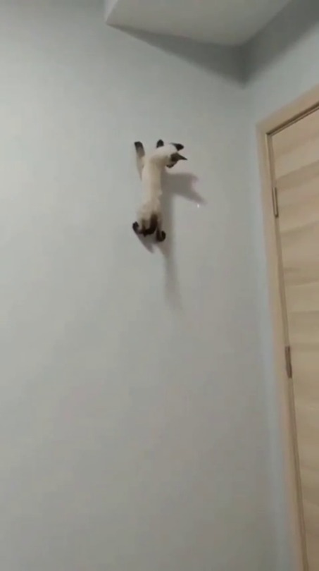 fluffygif:  Enjoys sticking to walls  