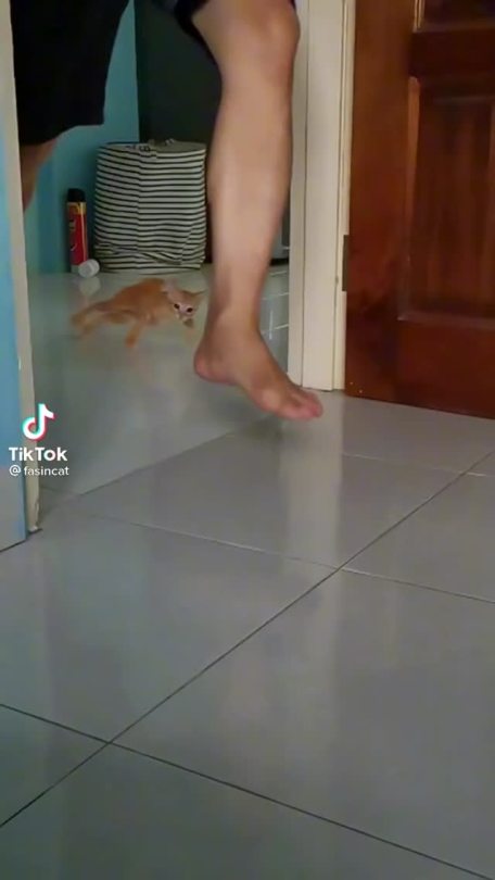 tikkety-tok:Kitten drift
