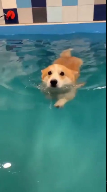 everythingfox:  He swim(via)