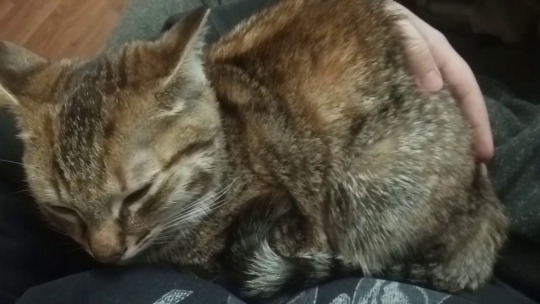 onionrimgs:its purry sunday my dudes