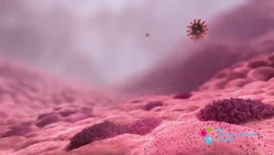 42-squeaky-lizards:sixpenceee:How the mRNA vaccine works to fight the Corona virus