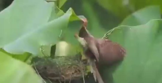 sixpenceee:Bird threading pine needles through a leaf to shelter its nest | source