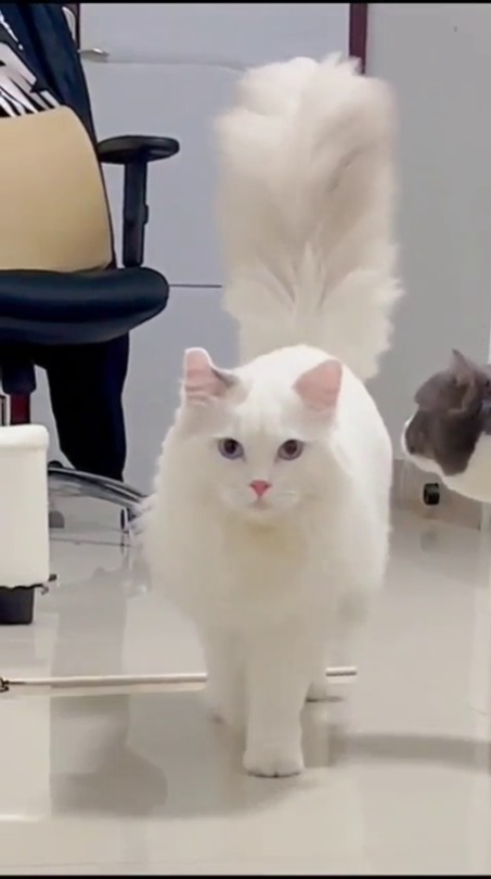 everythingfox:  Graceful cat(via)
