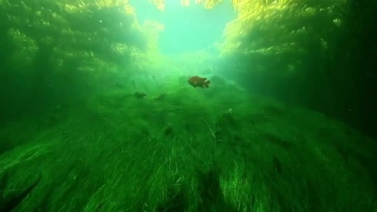 abstractbabble:visual-infinity:Underwater Motion of Seagrass and Kelp @lemonadesoda