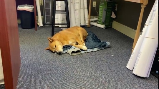 everythingfox:  “Got back from lunch and my coworker had given my dog his jacket