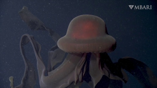 mbari-blog:This ghostly giant is a rare sight. 😮But last month, MBARI researchers