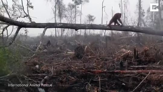 sixpenceee:An orangutan tries to fight off a bulldozer destroying his forestSource