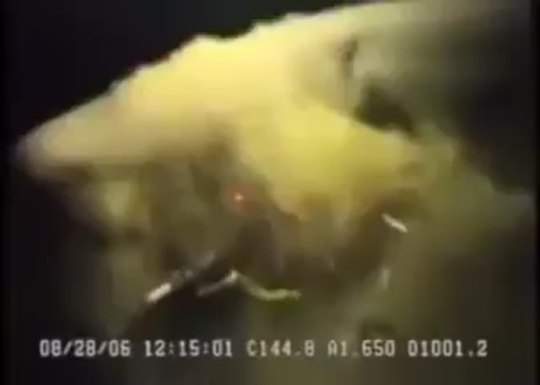 sixpenceee:Massive 6-gill shark at 3,300 feet depth | source