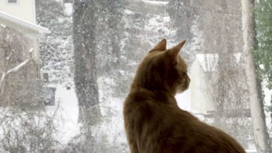 an-ode-to-spot:Someone is getting excited for more snow ❄️🐾🐈