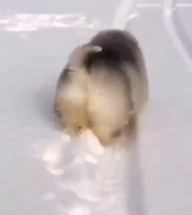everythingfox:  Walking in snow is difficult(via)
