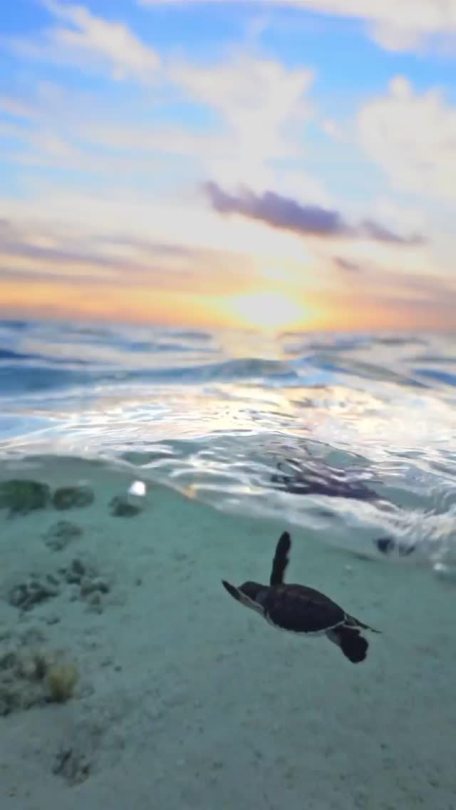 earthvideos: